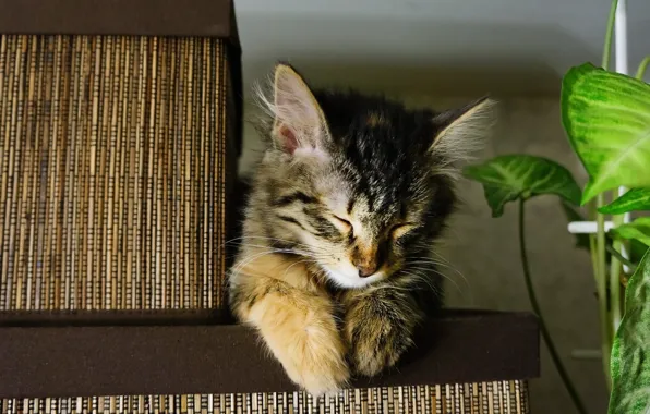 Кошка, мило, уснула