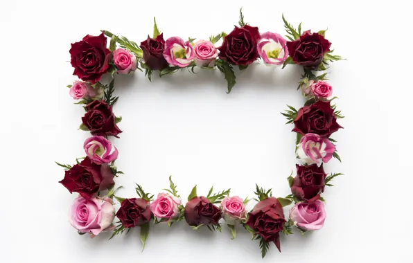 Цветы, розы, red, розовые, pink, flowers, roses, frame