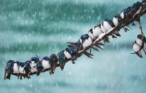 Картинка снег, птицы, Аляска, США, метель, ласточка, Юкон, Уайтхорс