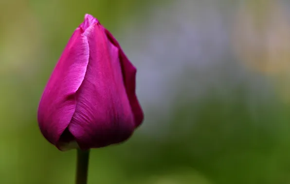 Картинка цветок, тюльпан, весна