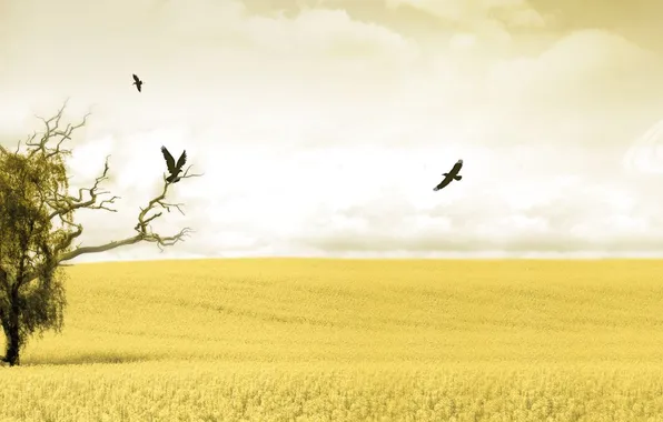 Картинка поле, небо, птицы, желтый, дерево