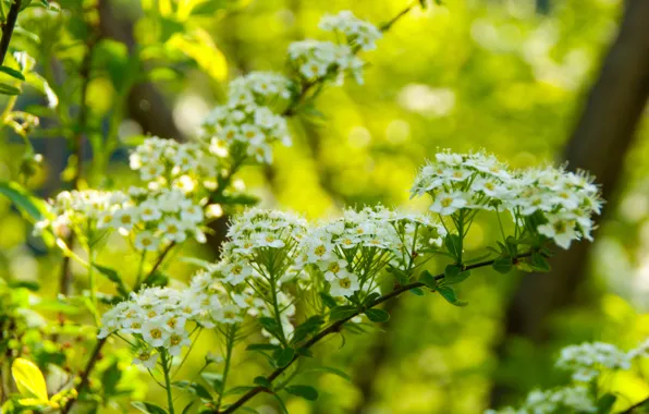 Картинка цветы, природа, кашица