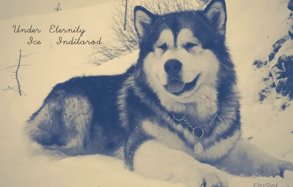 Картинка собаки, снег, маламут