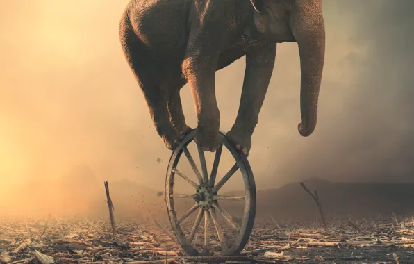Картинка слон, колесо, арт