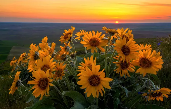 Цветы, весна, вечер, Май, Вашингтон, США, штат, Steptoe Butte State Park