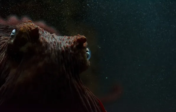 Макро, аквариум, осьминог, подводный мир, под водой
