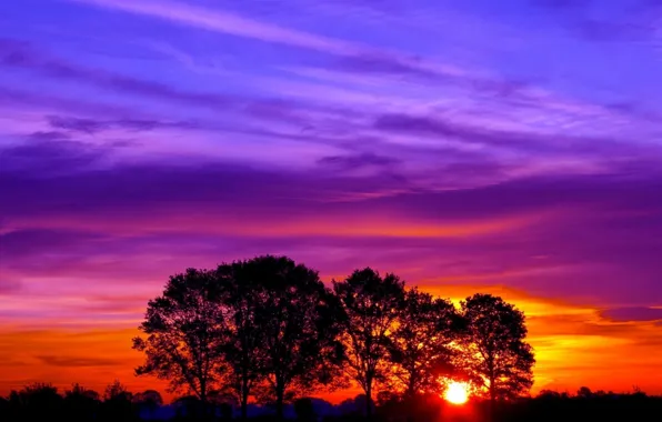 Картинка sunset, sun, nature, trees, evening