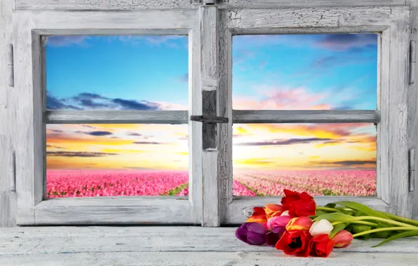 Картинка поле, небо, цветы, рассвет, вид, горизонт, окно, тюльпаны