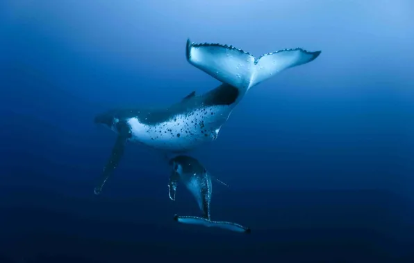 Картинка океан, кит, подводный мир