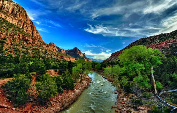 Камни, скалы, ущелье, Юта, США, речка, Zion National Park, кусты