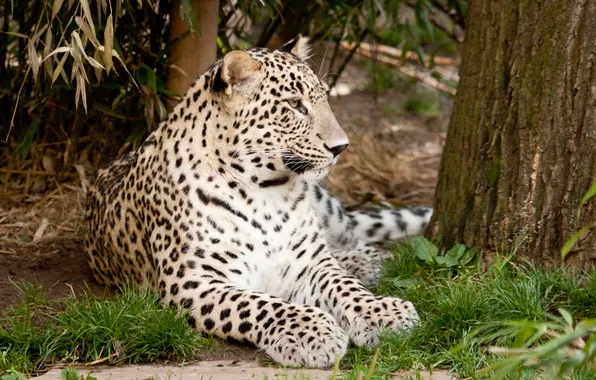 Картинка кошка, трава, леопард, персидский