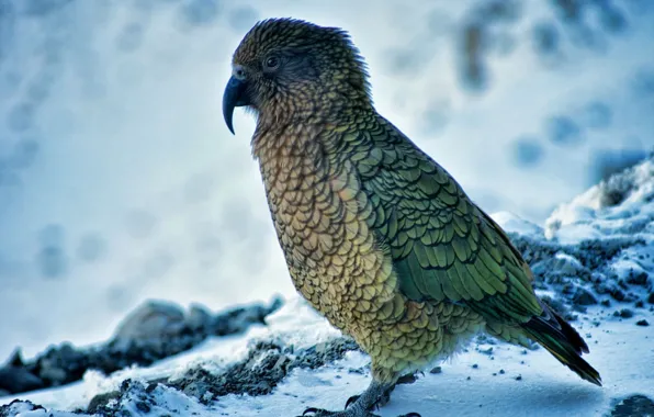 Nature, bird, animal