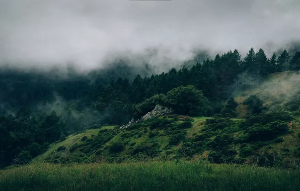 Картинка grass, forest, mist