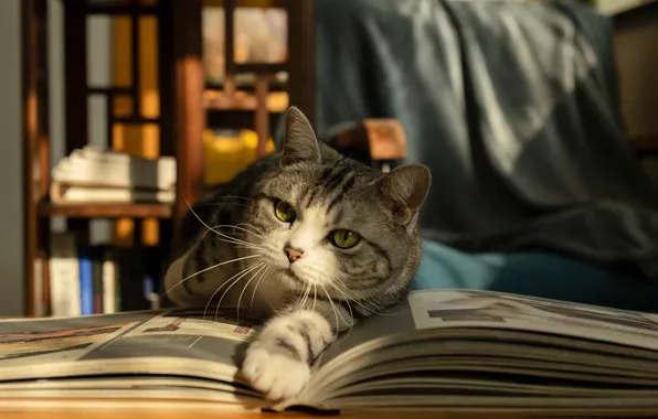 Кошка, кот, взгляд, свет, поза, ткань, книга, мордашка