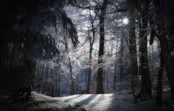 Картинка зима, лес, солнце, снег, природа