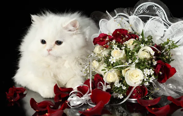 Картинка белый, кот, розы, букет, пушистый