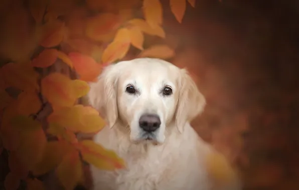 Картинка осень, взгляд, морда, листья, собака, боке, Голден ретривер, Золотистый ретривер