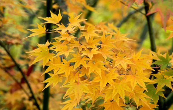Autumn, leafs, fall