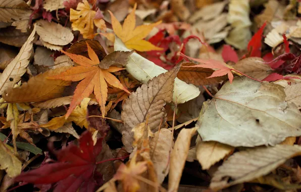 Осень, листья, сухие