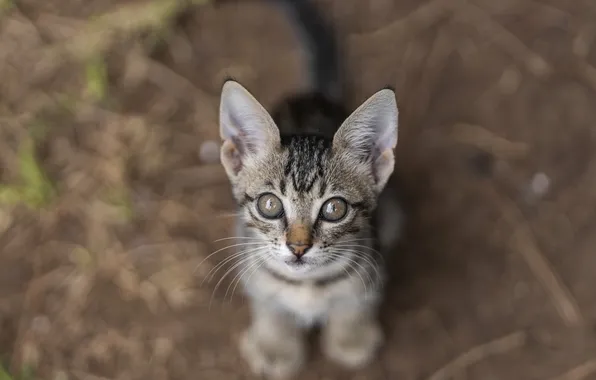 Кошка, кот, взгляд, поза, котенок, мордашка, ИИ-арт, нейросеть