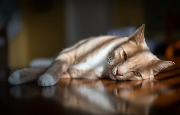 Кошка, кот, взгляд, свет, лежит