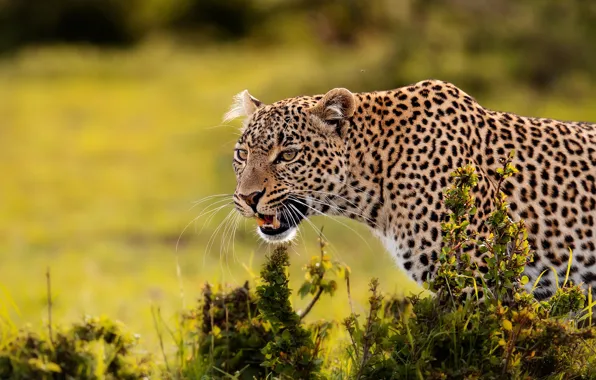 Картинка леопард, дикая кошка, боке