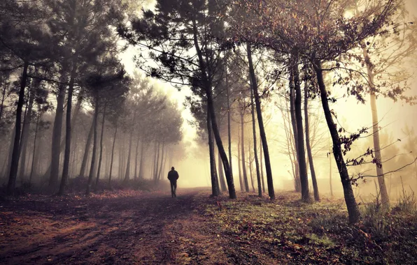Road, alone, man, morning fog in the forest