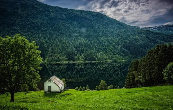 Зелень, лес, трава, деревья, горы, река, берег, Норвегия