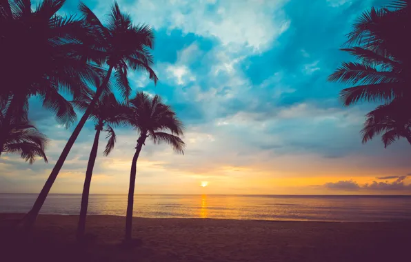 Картинка песок, море, пляж, лето, небо, закат, пальмы, берег