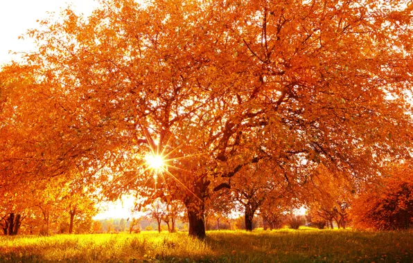 Осень, пейзаж, природа, дерево, желтые листья, время года