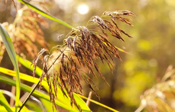 Grass, plant, reed