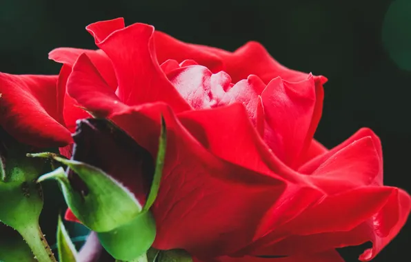 Картинка wallpaper, red, rose, flower, flowers, macro, buds