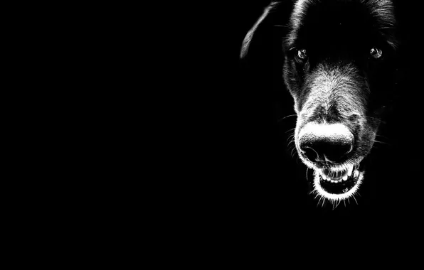 Черный, минимализм, Собака