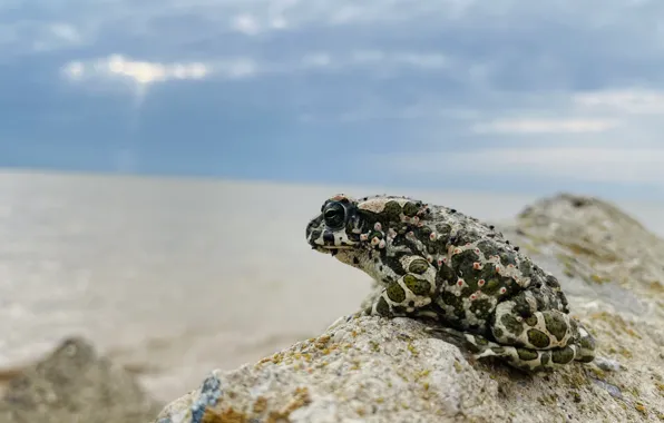 Море, закат, Жаба