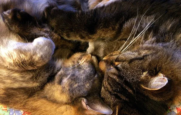 Кошка, кот, котенок, сон, спят