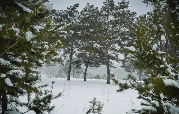 Картинка зима, Природа, сосна, область, Калужская