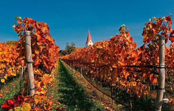 Картинка осень, небо, дом, башня, Швейцария, церковь, виноградник, багрянец