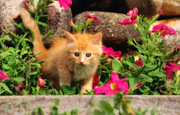 Картинка кошка, трава, кот, цветы, камни, котенок, киска, рыжий