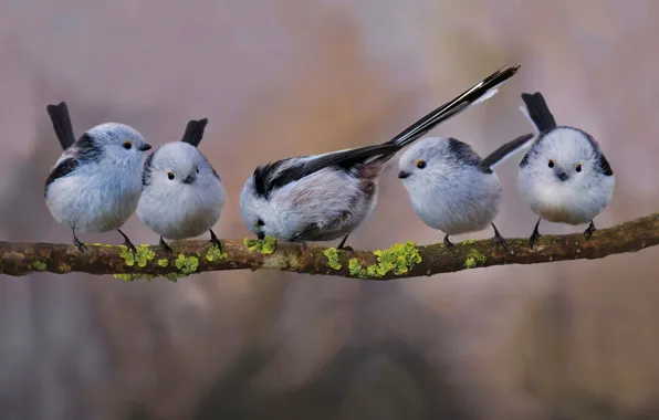Птица, стая, ветка, хвост, длиннохвостая синица