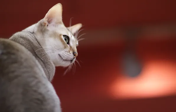 Глаза, Кошка, шерсть, сидит