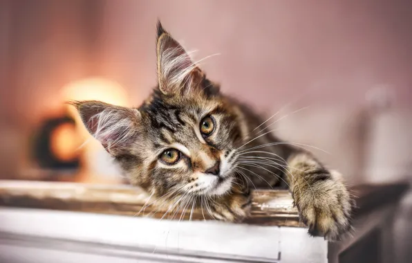 Кошка, кот, взгляд, свет, котенок, стол, комната, стена