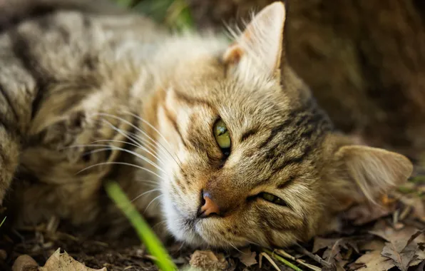 Кошка, кот, взгляд, морда, природа, серый, листва, портрет