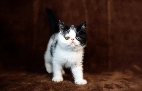 Кошка, взгляд, котенок, маленький, перс, мордочка, милый, коричневый фон