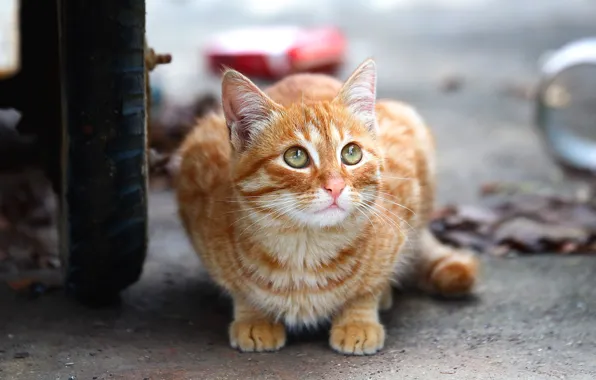 Кошка, кот, взгляд, котенок, улица, колесо, рыжий, котёнок