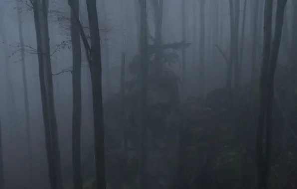 Картинка лес, деревья, природа, туман, Niklas Hamisch