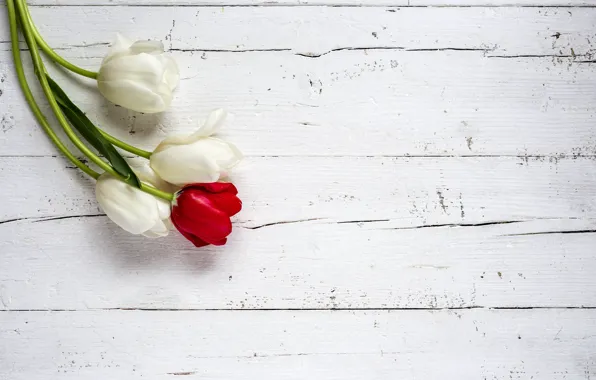Картинка цветы, тюльпаны, red, white, белые, wood, flowers, tulips