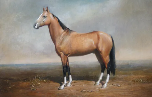 Степь, лошадка, Айбек Бегалин, 2008г., «Ахалтекинец Гаухар»