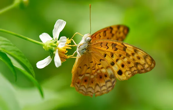 Цветок, бабочка, насекомое, мотылек