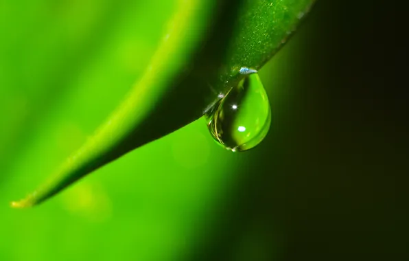 Вода, макро, лист, капля