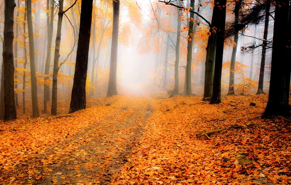 Картинка дорога, осень, лес, природа, листва, оранж